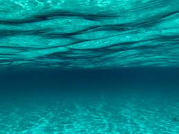 Sea lion underwater closeup looking at camera. 100 Underwater Images Download Free Images Stock Photos On Unsplash