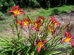 Fragrant and won't fade in the hot summer sun. Daylily Breeder Blog June 2016