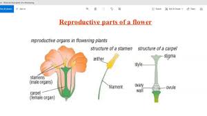 The carpels, or female parts, are at the centre of the flower. Reproductive Parts Of A Flower Youtube