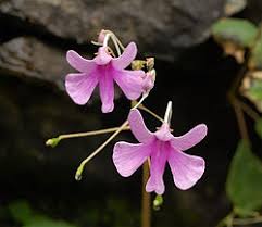 Image result for Impatiens psychadelphoides