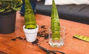 Repotting Snake Plants When Why And How To Repot Snake Plant Snake Plant Propagation Snake Plant Snake Plant Care