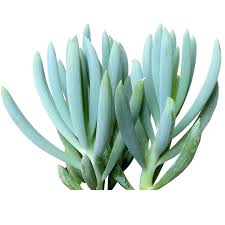 Image result for Senecio mariettae