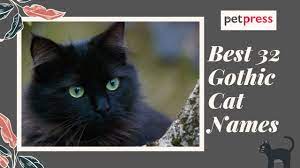 Best 32 Gothic Cat Names For Your Cute Black Cat Petpress Youtube