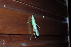 Image result for Ruspolia australis