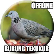 .berisi suara burung tekukur yang gacor dan artikel tentang burung tekukur. 18 Burung Tekukur Hijau Terupdate Pojok Burung