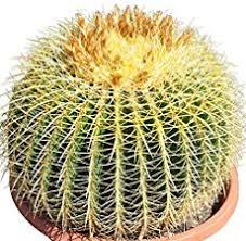 How to grow astrophytum cactus from seeds? How To Grow A Golden Barrel Cactus From Seed World Of Succulents Golden Barrel Cactus Barrel Cactus Cactus