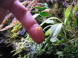 Masdevallia Bucculenta Miniature Orchids Orchid Flower Beautiful Orchids