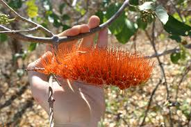 Image result for Combretum sp. A