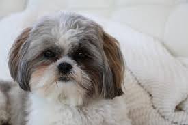 ¿te encantan las razas de perros grandes? Los Perros Mas Bonitos Del Mundo Lista Con Fotos