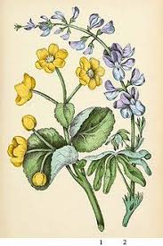 Maybe you would like to learn more about one of these? Lupinus Perennis Wikiwand