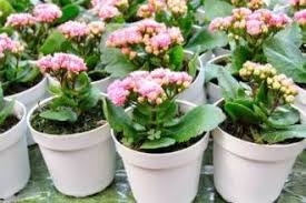 One of the most common reasons why calandiva plants are dying is root rot caused by too much moisture in the soil. Flaming Katy Kalanchoe Blossfeldiana Information And Care Instructions