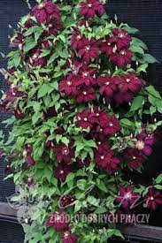 Check spelling or type a new query. Clematis Niobe Clematis Plants Clematis Clematis Flower
