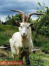 صور حيوان الماعز انواع الماعز وفوائده Goats Animals With Horns Animals Beautiful
