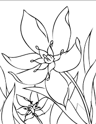 Star Of Bethlehem Coloring Page Handipoints Garden Coloring Pages Spring Coloring Pages Flower Coloring Pages
