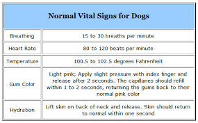 Normal Vital Signs For Dogs Animal Medicine Dog Care Tips