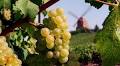 Alsace Grape Harvests Begin Earlier Amid Climate Change Concerns