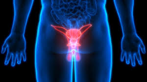 I maschi possiedono due testicoli (gonadi) localizzati questo tipo di tumori origina dalle cellule del testicolo responsabili della produzione dello sperma. Kjkcljzuuh Rlm