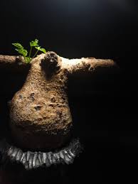 Image result for Cyphostemma saxicola