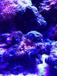 Losing Rock Flower Anemone Reef2reef Saltwater And Reef Aquarium Forum