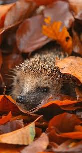 Hedgehogs Magical Tiny Creatures Who Make Nests In Piles Of Fallen Leaves In Which To Sleep Away The Winter Animals Beautiful Cute Animals Cute Hedgehog