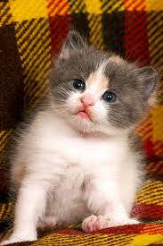 October 7, 2017 at 2:18 am. Bagaimana Untuk Mencari Anak Kucing Percuma 2021