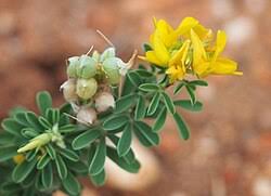 Image result for Crotalaria pallidicaulis