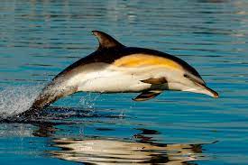 The slider above shows the current pods versus what they might look like without bright colors. Time And Tide Orca Seasons Around The British Isles Whale And Dolphin Conservation