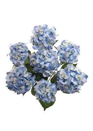 We did not find results for: Artificial Hydrangea Bush In Light Blue 25 Tall Blue Wedding Flowers Silk Flowers Wedding Wedding Flower Guide