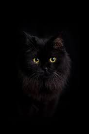 Bℓaꮳƙ Cat Baby Katzen Katzen Schwarze Katze