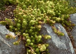 Image result for Sedum