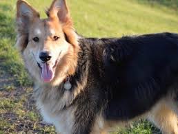 Bernese mountain dog german shepherd mix puppies. Euro Mountain Sheparnese Dog Breed Information And Pictures
