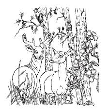 Über 7 millionen englischsprachige bücher. 46 Deer Coloring Pages Ideas Deer Coloring Pages Coloring Pages Deer