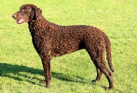17 Curly Haired Dog Breeds Playbarkrun