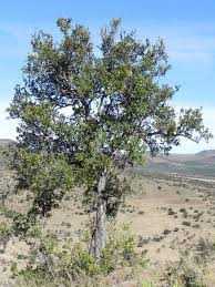 Image result for Scolopia mundii