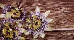 Drink A Cup Of Passionflower Tea Every Night For Better Sleep