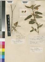 Image result for Melhania acuminata