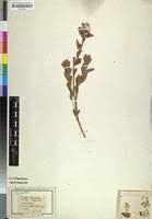 Image result for Gnidia kraussiana