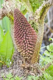 Image result for Gunnera