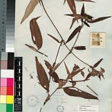Image result for Aneilema dispermum