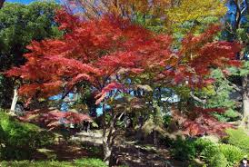 千葉公園の紅葉 紅葉情報2020