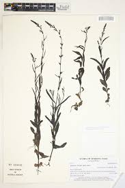 Image result for Buchnera hispida
