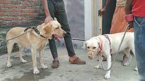 Labrador Retriever Mating Trying 1st Time Youtube