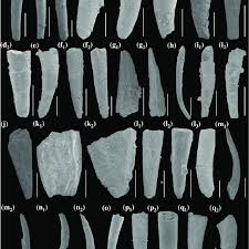 They have also lived in hacienda heights, ca and seattle, wa. Small Shelly Fossils In The A Yanjiaheensis Assemblage Zone A 1 A Download Scientific Diagram