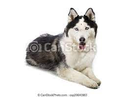 Big boned alaskan malamute puppies. Alaskan Malamute Or Husky Dog Isola Cute Alaskan Malamute Or Husky Breed Dog Laying Down And Smiling And Isolated On White Canstock