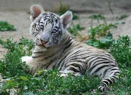 Black And White Baby Tiger Pictures Sweet White Baby Tiger Baby Tigers Cute Tiger Cubs Baby White Tiger