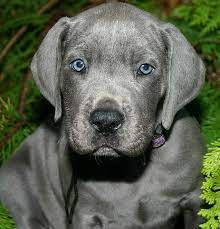 Blue Great Dane Puppy Blue Great Dane Puppies Dane Puppies Grey Great Dane