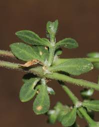 Image result for Polycarpaea prostratum