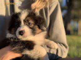 Sold Border Collie Puppy Black Tri Colour Female Pure Bred Medium Coats