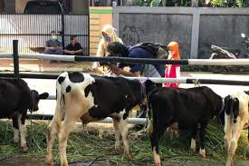 Entdecke rezepte, einrichtungsideen, stilinterpretationen und andere ideen zum ausprobieren. Jakarta Punya Wisata Peternakan Sapi Di Cipayung Bisa Perah Susu Sapi Halaman All Kompas Com