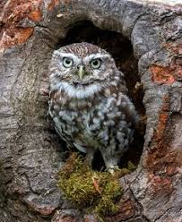 Owl on willow tree tattoo drawing | fresh 2017 tattoos ideas. 26 Owl In A Tree Ideas Owl Owl Art Owl Bird